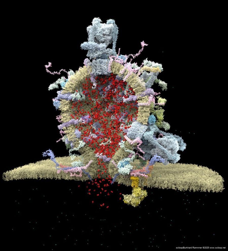 Vesicle Fusion 1