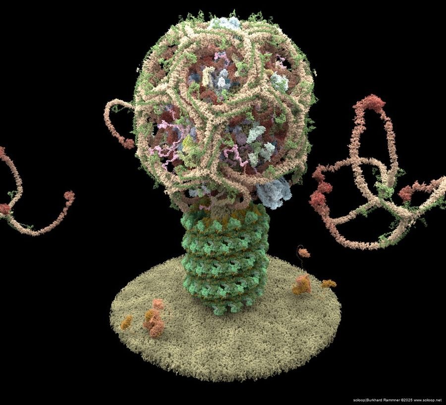 Vesicle Formation 3