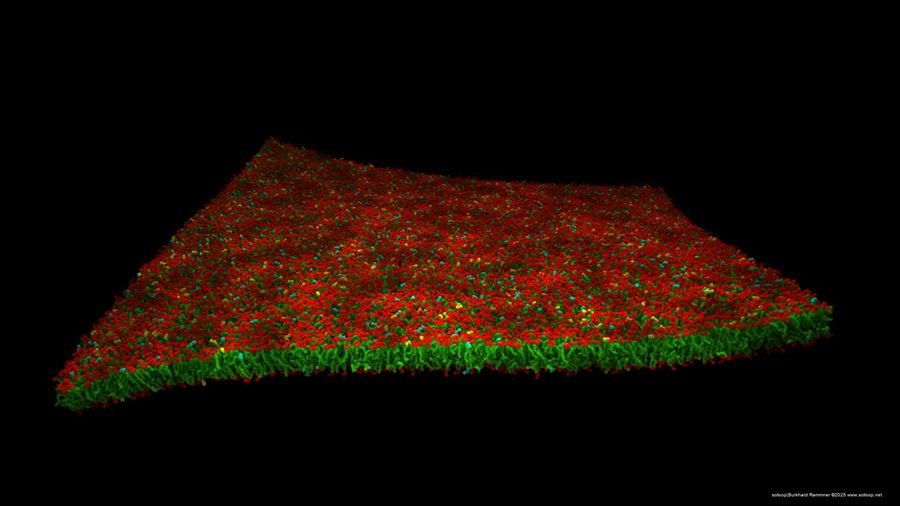 Membrane Flower
